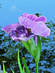 花菖蒲　５