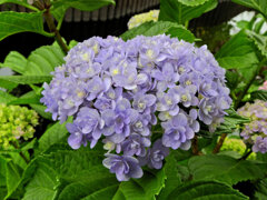 私の♡を探して・・紫陽花編　１
