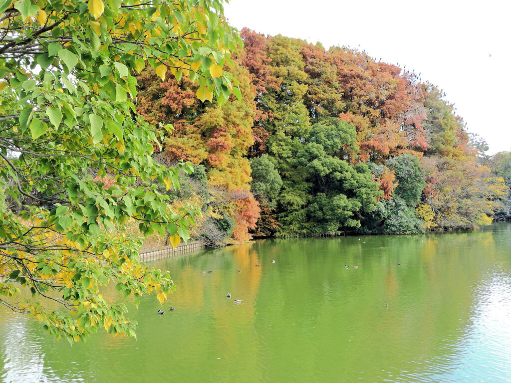 川崎市等々力緑地公園・・釣り堀池で　紅葉　１