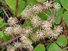 独活 （うど）花　３