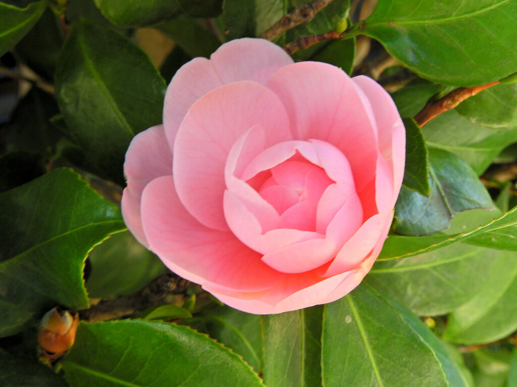 乙女椿　一輪　開花　４