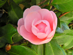 乙女椿　一輪　開花　４