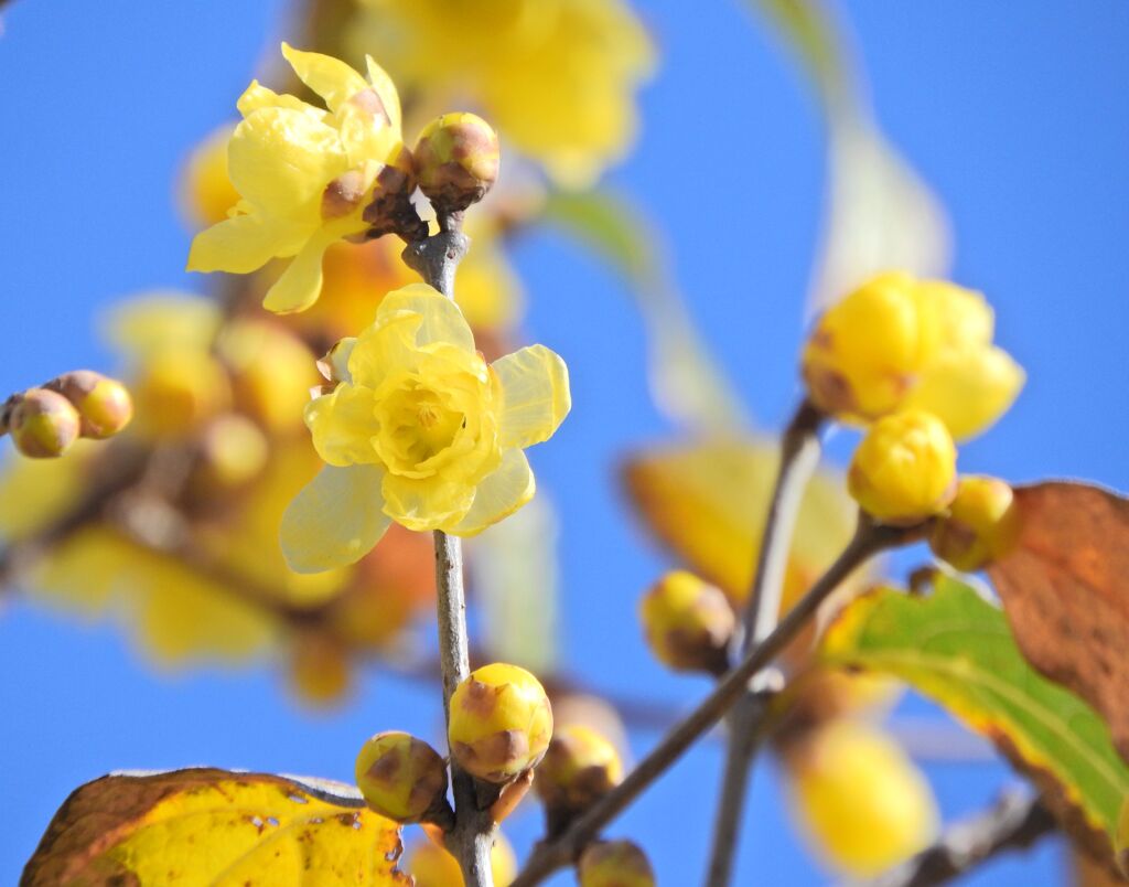 蝋梅が開花　４