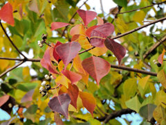 南京黄櫨 （なんきんはぜ） （紅葉と白いタネ）８