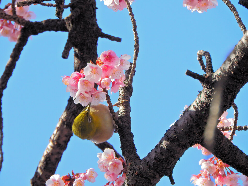 サクジロー　１０