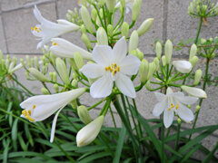 アガパンサス　白花　７