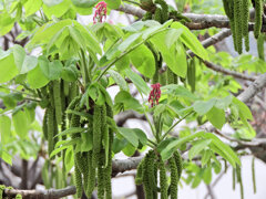 オニグルミ（鬼胡桃）の花　７