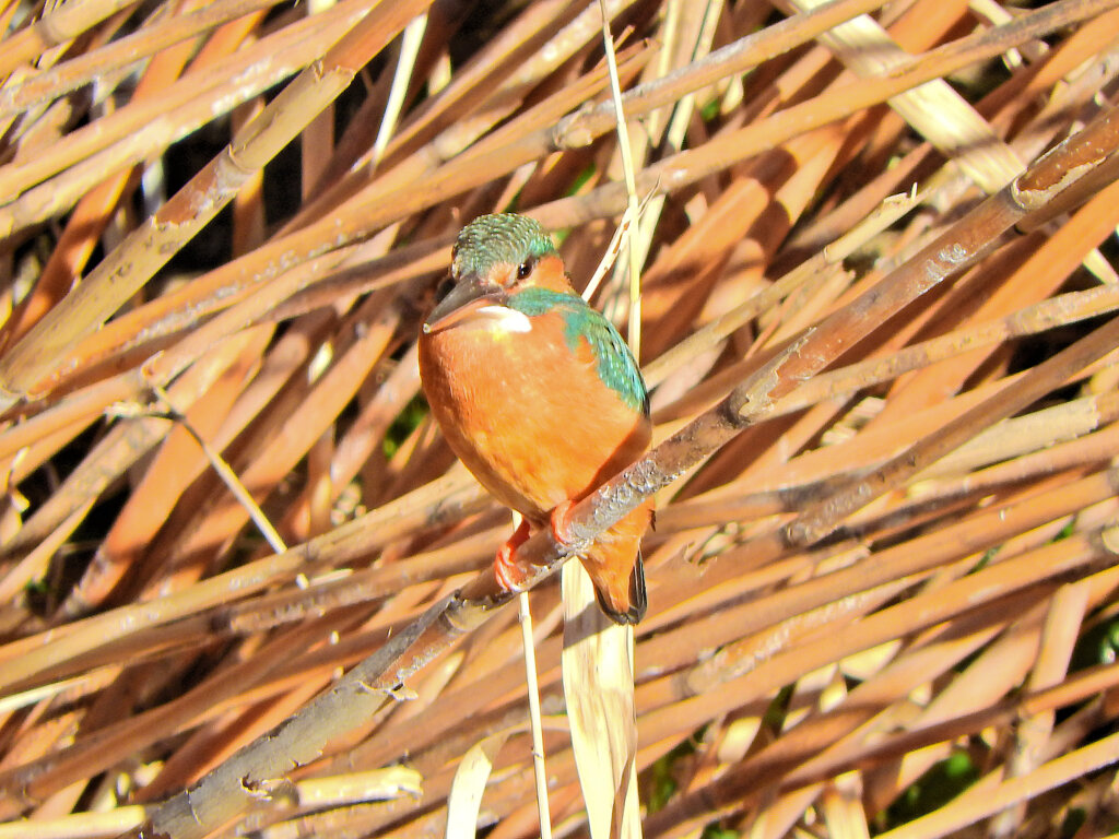 今日のカワセミ　さん　３