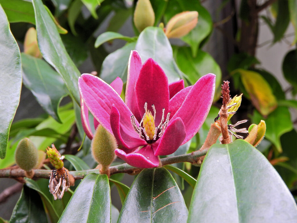 オガタマノキ・パープルクイーン　３