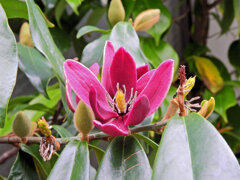 オガタマノキ・パープルクイーン　３