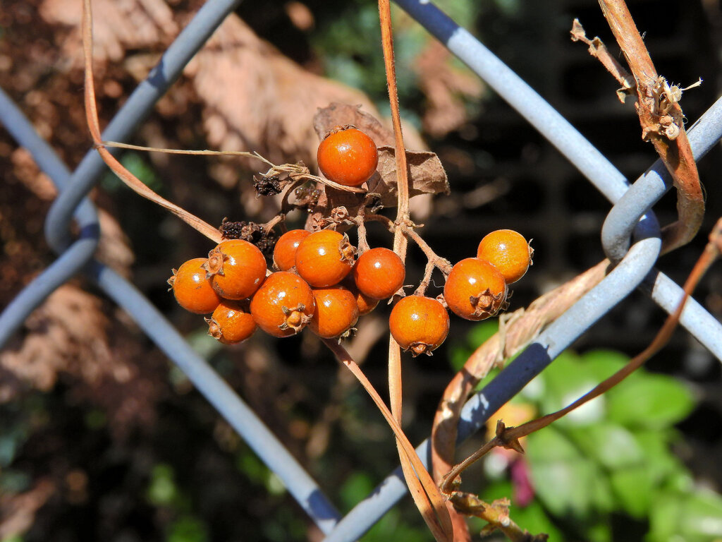 屁糞蔓 （へくそかずら）（実）２