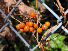 屁糞蔓 （へくそかずら）（実）２