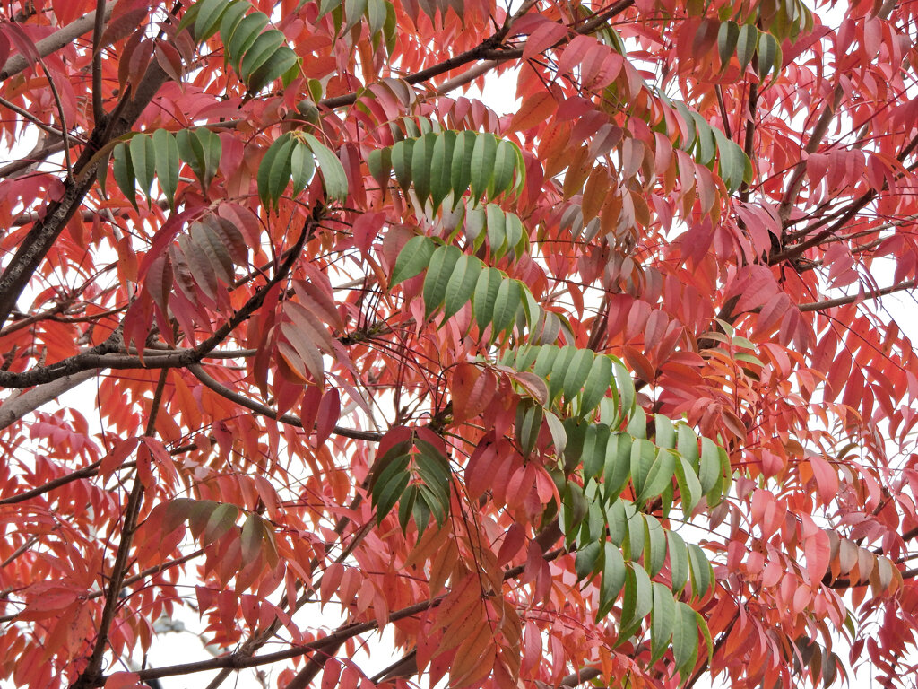 櫨の紅葉　３