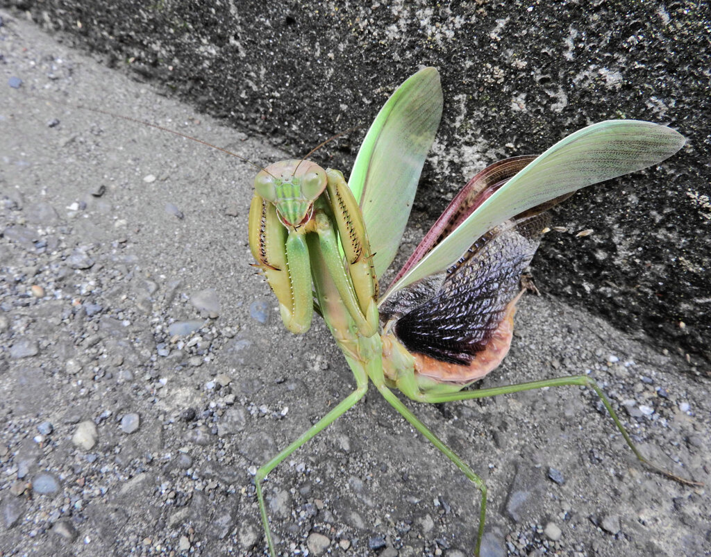 蟷螂さんと出合って遊んだ(∩.∩）　４