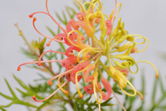 グレビア 6 グレビア 6