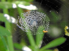 ちっちゃな蜘蛛の巣
