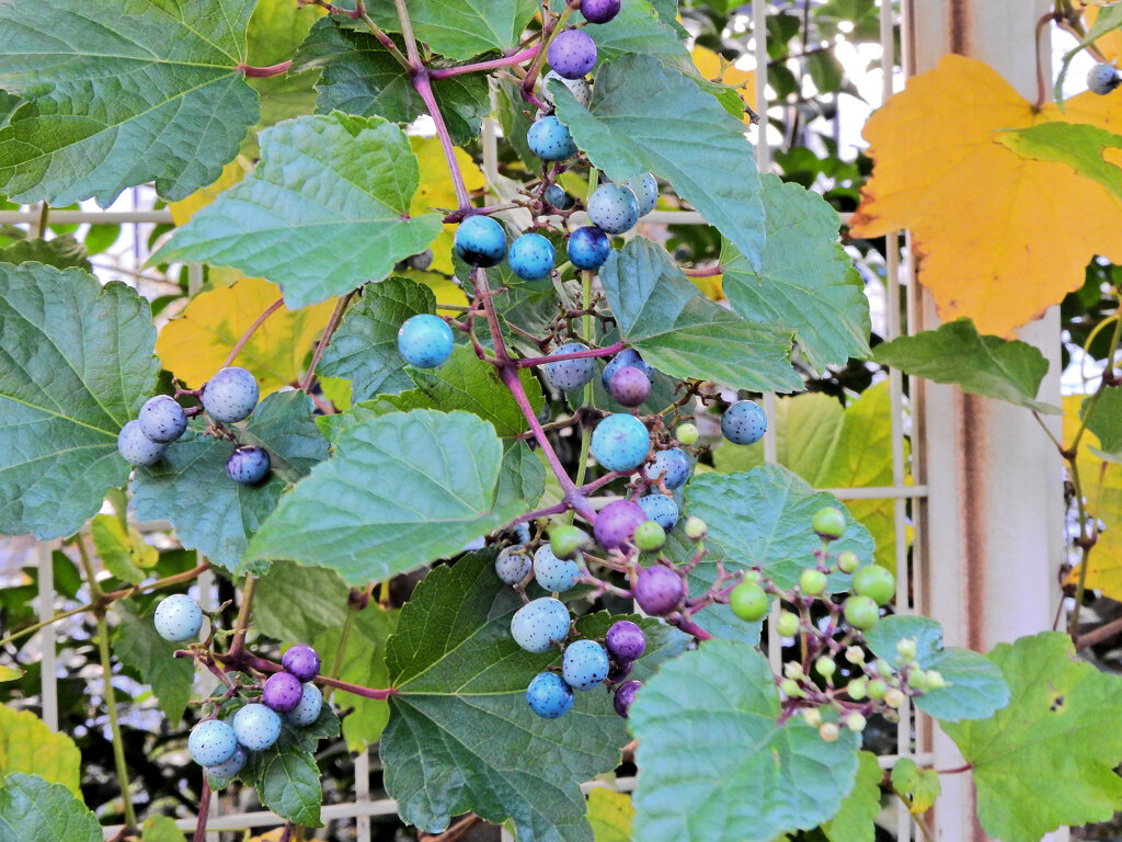 野葡萄の実　２