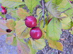 山樝子（さんざし）の実　４