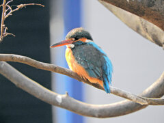 今日の　カワセミ　さん　６