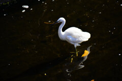 コサギちゃん　２