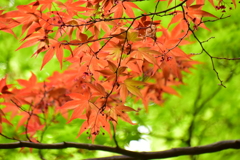 春紅葉　12