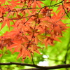 春紅葉　12