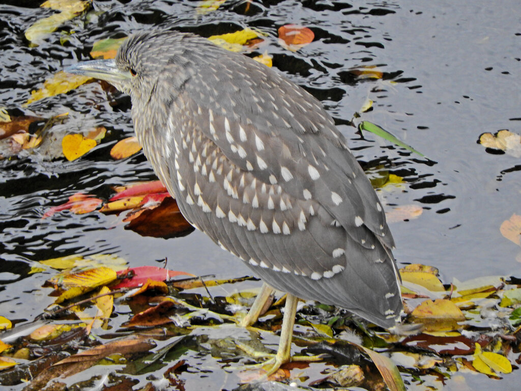 落ち葉だらけでお魚が見えない・・ホシゴイ　２