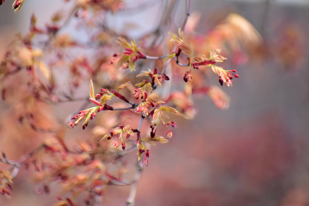春紅葉　１