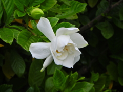 八重咲き梔子　６