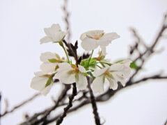 近所でソメイヨシノが開花・狂い咲き？　2/4