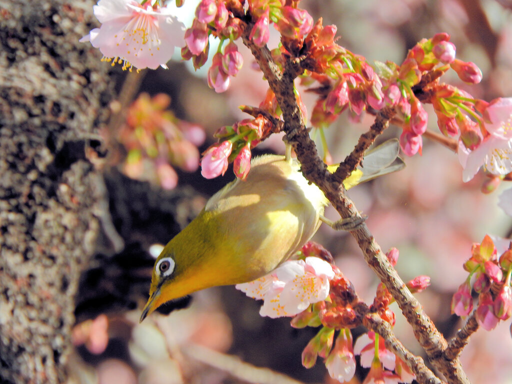 サクジロー⌒(ё)⌒　９