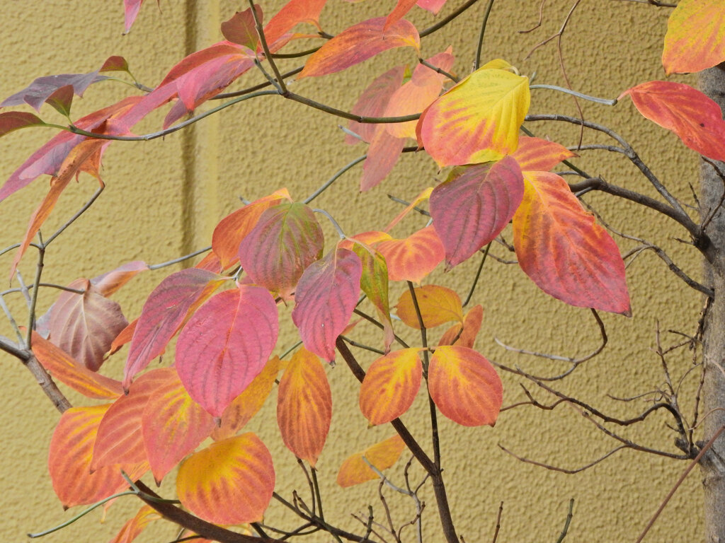 ヤマボウシの紅葉　８