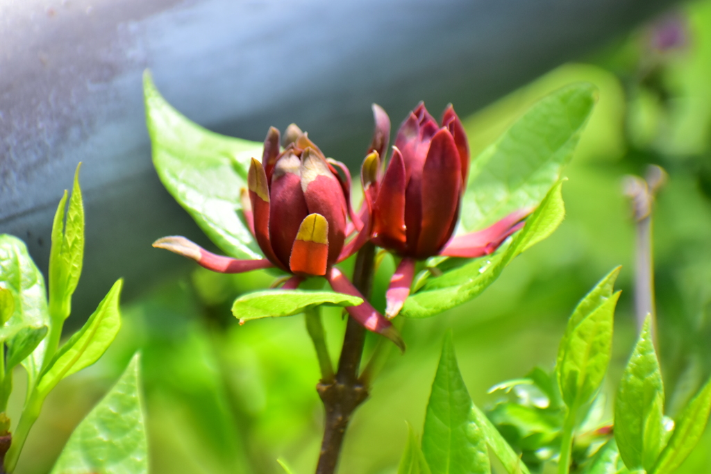アメリカ蠟梅 （アメリカろうばい）黒花蠟梅（くろばなろうばい）６