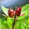 アメリカ蠟梅 （アメリカろうばい）黒花蠟梅（くろばなろうばい）６