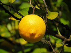 檸檬　３