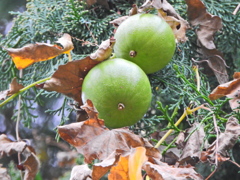 キカラスウリ（黄烏瓜）実５