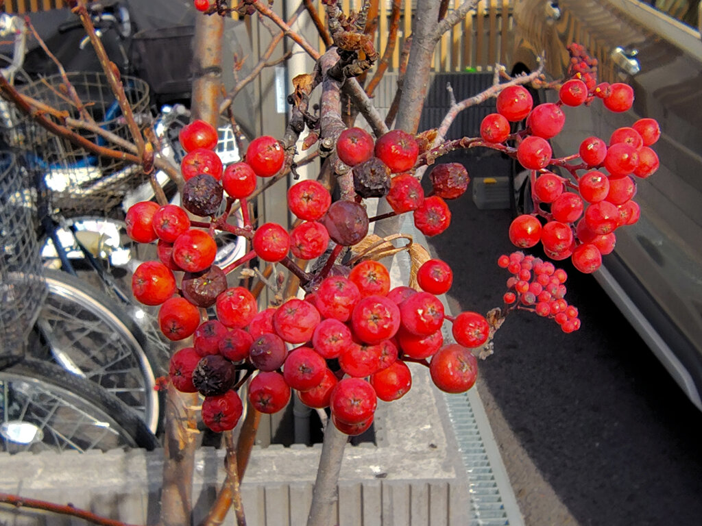 「七竈（ななかまど）」の実　１