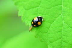 テントウ虫さん　２