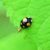 テントウ虫さん　２
