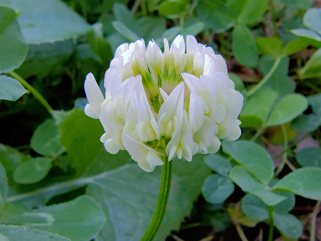 真冬に咲く　シロツメクサ（白詰草）５