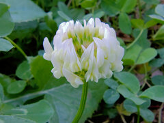 真冬に咲く　シロツメクサ（白詰草）５