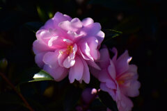 山茶花　（サザンカ）３