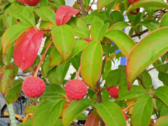 まだ残っていたヤマボウシの実　６