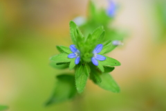 たちいぬのふぐり(立犬の陰嚢)7  たちいぬのふぐり(立犬の陰嚢)7