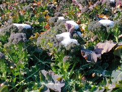 ブロッコリーに雪