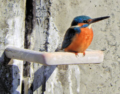 今日の　カワセミ　さん　１