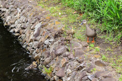 カルガモ一家　雛5羽　移動に密着　６