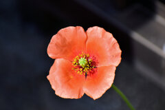 長実雛罌粟（ながみひなげし）３