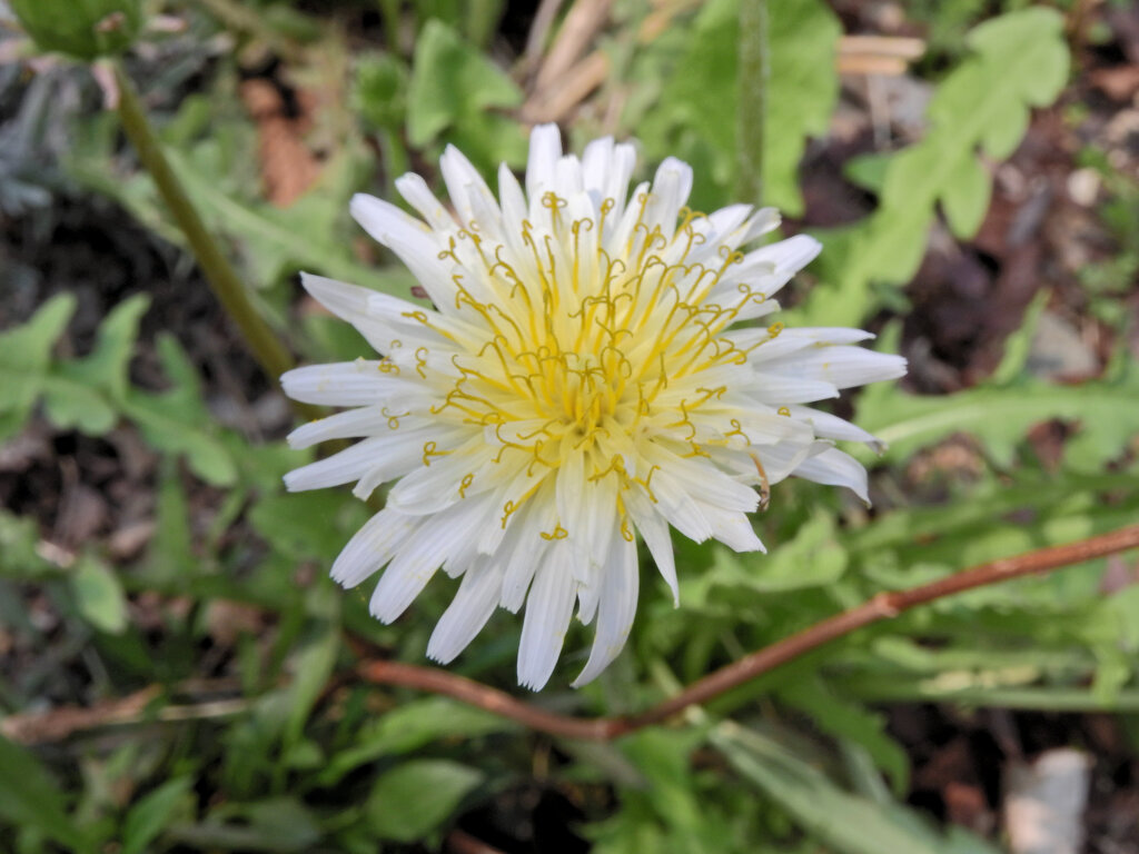 白花蒲公英　１