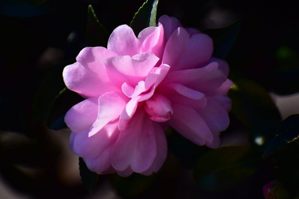 山茶花　（サザンカ）２